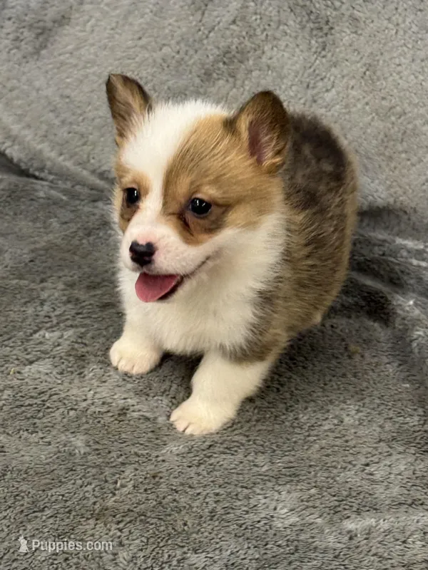 Millie – Pembroke Welsh Corgi puppy for sale in Rolla, MO