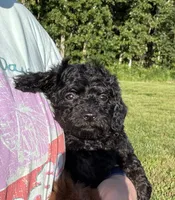Ariel , a female Poodle - Toy  for sale in Rolla, MO – 4 of 9