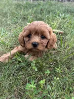 Mikey, a male Cavapoo for sale in Rolla, MO – 5 of 5
