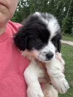 Raymond, a male Great Pyrenees for sale in Rolla, MO – 4 of 6