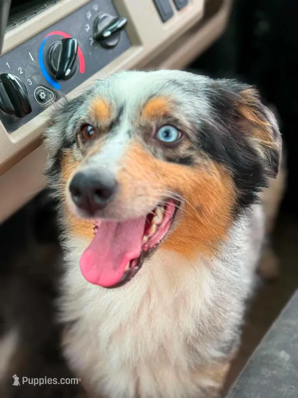 Riley – Australian Shepherd puppy for sale in Rolla, MO