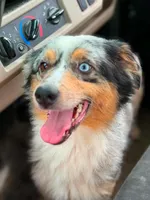 Riley, a female Australian Shepherd for sale in Rolla, MO – 1 of 3