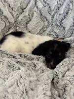 Kristi, a female Miniature Dachshund for sale in Rolla, MO – 5 of 7