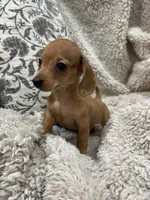 Courtney, a female Miniature Dachshund for sale in Rolla, MO – 4 of 9