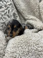 Susie, a female Miniature Dachshund for sale in Rolla, MO – 2 of 8