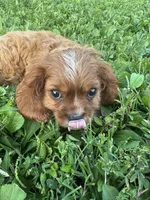 Puddin , a male Cavalier King Charles Spaniel for sale in Rolla, MO – 4 of 6