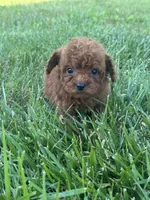 Ruby Red, a female Poodle - Toy  for sale in Rolla, MO – 1 of 7