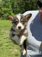 Brad, a male Pembroke Welsh Corgi for sale in Rolla, MO – 1 of 3