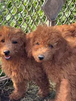 Peter, a male Miniature Goldendoodle for sale in Rolla, MO – Photo 2 of 3