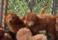Peter, a male Miniature Goldendoodle for sale in Rolla, MO – Photo 3 of 3
