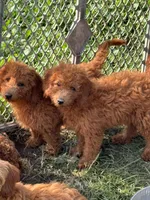 Peter, a male Miniature Goldendoodle for sale in Rolla, MO – Photo 1 of 3