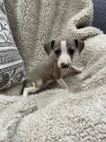 Spice, a female Italian Greyhound for sale in Rolla, MO – 2 of 6