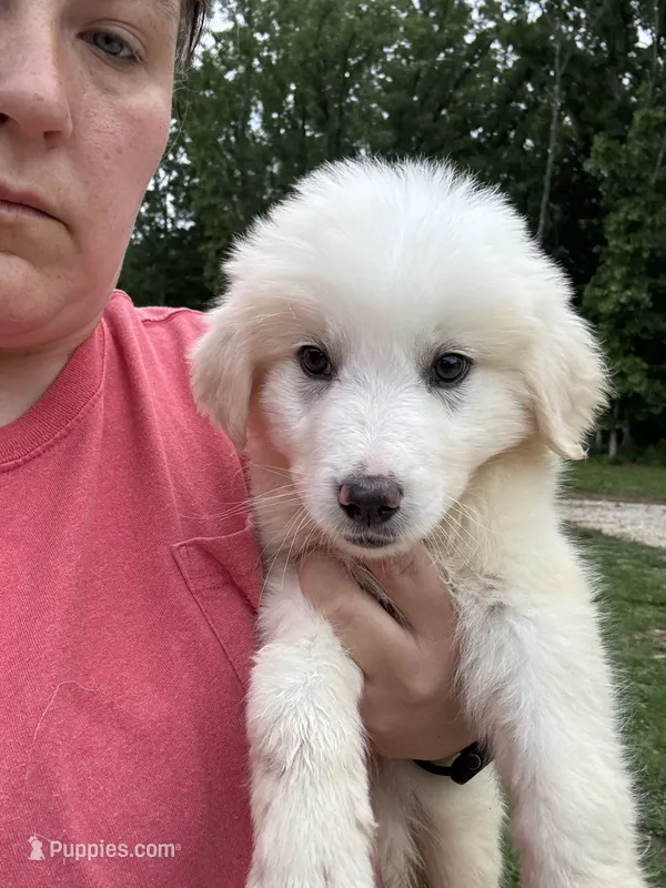 Ronald – Great Pyrenees puppy for sale in Rolla, MO