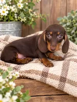 Boone, a male Miniature Dachshund for sale in Rolla, MO – 2 of 2