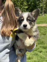 Brent, a male Pembroke Welsh Corgi for sale in Rolla, MO – 3 of 4