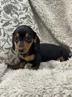 Thomas, a male Miniature Dachshund for sale in Rolla, MO – 6 of 6
