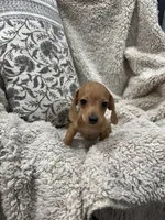 Courtney, a female Miniature Dachshund for sale in Rolla, MO – 9 of 9