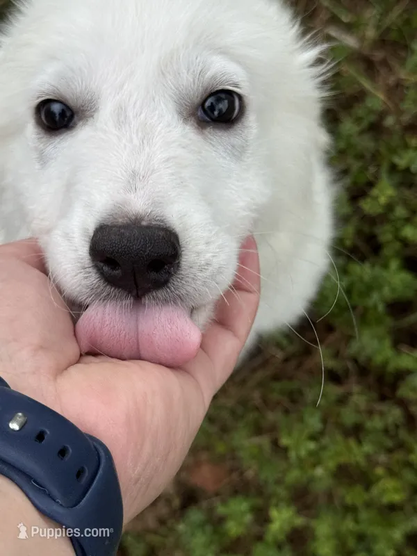 Solomon – Great Pyrenees puppy for sale in Rolla, MO