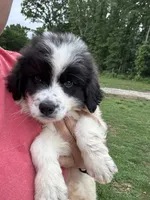 Raymond, a male Great Pyrenees for sale in Rolla, MO – 1 of 6