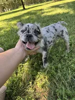 Tillie, a male French Bulldog for sale in Rolla, MO – 4 of 7