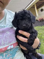 Ariel , a female Poodle - Toy  for sale in Rolla, MO – 7 of 9