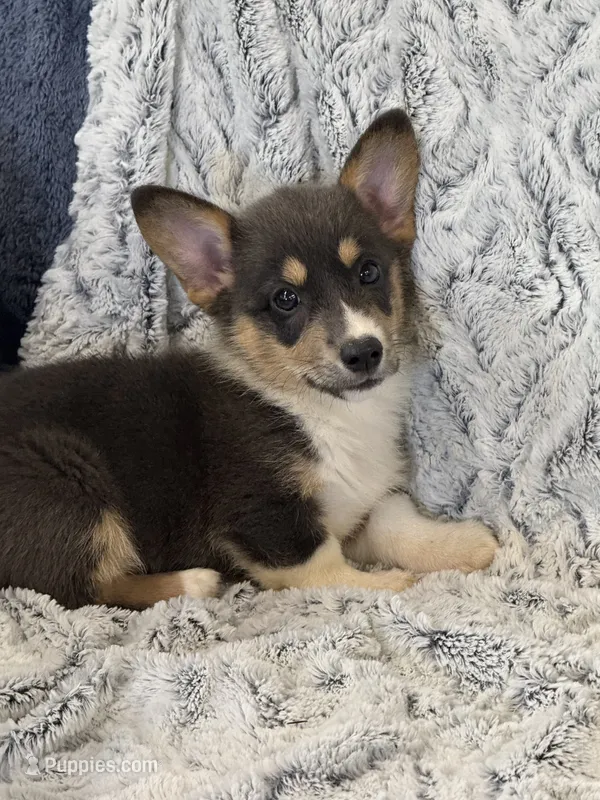 Maizie, a female Pembroke Welsh Corgi for sale in Rolla, MO – 1 of 5