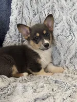 Maizie, a female Pembroke Welsh Corgi for sale in Rolla, MO – 1 of 5