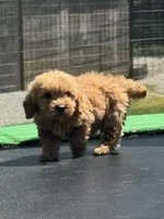 Lieutenant, a male Miniature Goldendoodle for sale in Rolla, MO – 5 of 10