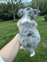 Maxwell, a male French Bulldog for sale in Rolla, MO – Photo 8 of 8