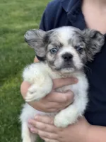 Maxwell, a male French Bulldog for sale in Rolla, MO – Photo 4 of 8