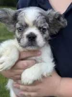Maxwell, a male French Bulldog for sale in Rolla, MO – Photo 5 of 8