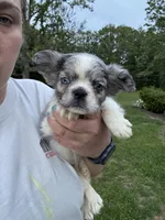 Maxwell, a male French Bulldog for sale in Rolla, MO – Photo 3 of 8