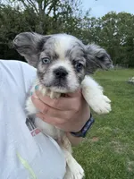 Maxwell, a male French Bulldog for sale in Rolla, MO – Photo 2 of 8