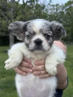 Maxwell, a male French Bulldog for sale in Rolla, MO – Photo 1 of 8