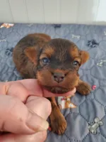 Akc Red Hiccups , a male Havanese for sale in Olean, NY – 3 of 8