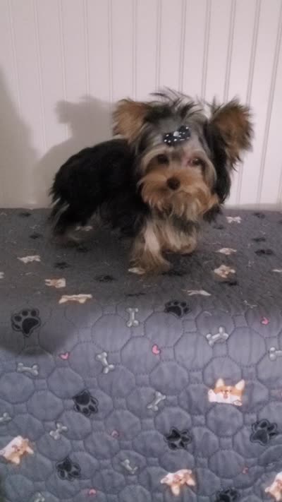 Akc Twinky weekend Special $1250.00 $300.Off , a female Yorkshire Terrier for sale in Olean, NY – 10 of 10
