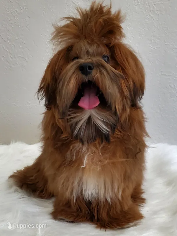 Red Cherry Havapoo  – Havanese, Havapoo puppy for sale in Olean, NY