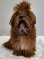 Red Cherry Havapoo , a female Havapoo for sale in Olean, NY – 2 of 10