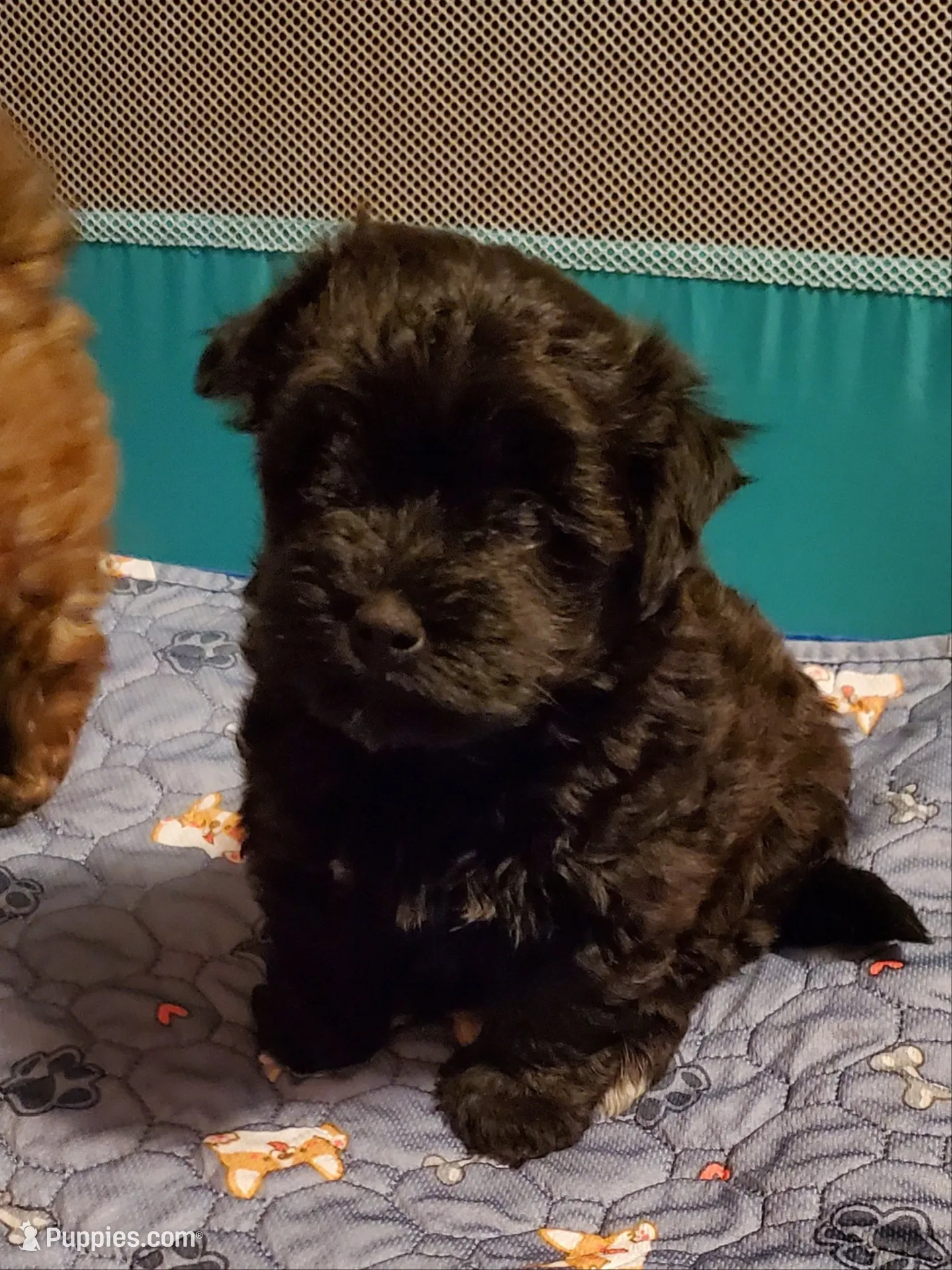 Gemma , a female Havanese and Havapoo for sale in Olean, NY – 7 of 8