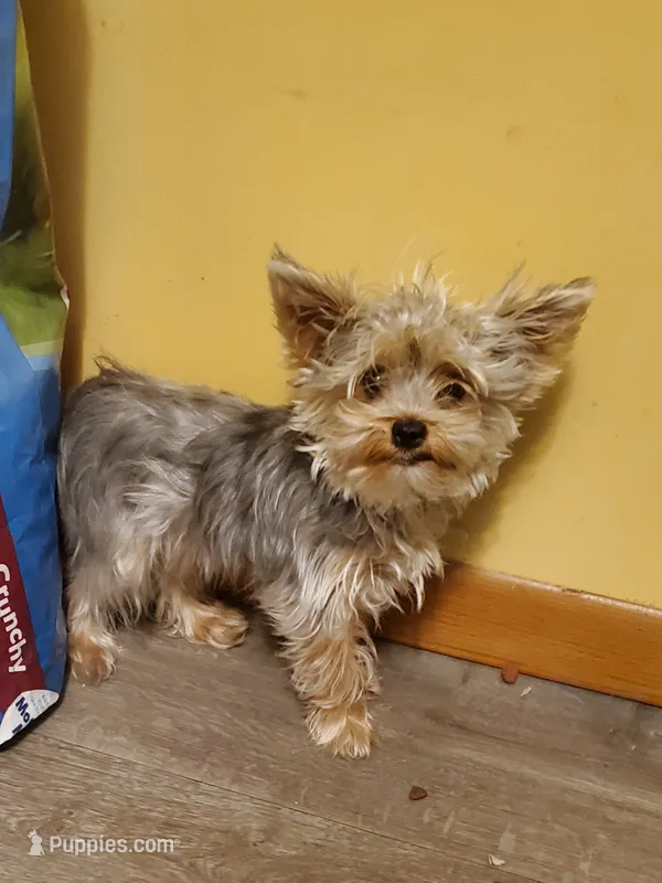 Akc Bluebee – Yorkshire Terrier puppy for sale in Olean, NY