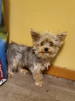 Akc Bluebee This  Weekend Special $225.00 Off $875.00, a male Yorkshire Terrier for sale in Olean, NY – 1 of 7