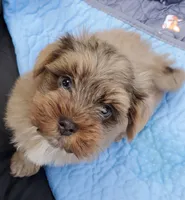 Akc Ch.Grt.Gr.Sire , a male Havanese for sale in Olean, NY – 2 of 7
