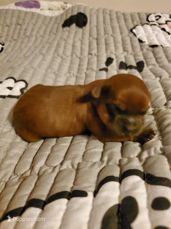 Akc Dark Red Popsicle – Havanese puppy for sale in Olean, NY