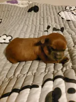 Akc Dark Red Popsicle, a male Havanese for sale in Olean, NY – 1 of 7