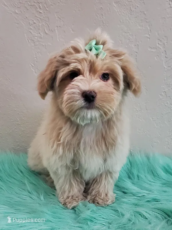 Akc Ch.Grt.Gr.Sire Golden 