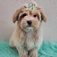 On Hold Akc Ch.Grt.Gr.Sire , a male Havanese for sale in Olean, NY – Photo 6 of 9