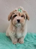 Akc Ch.Grt.Gr.Sire Golden , a male Havanese for sale in Olean, NY – Photo 5 of 10