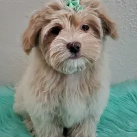 On Hold Akc Ch.Grt.Gr.Sire , a male Havanese for sale in Olean, NY – Photo 9 of 9