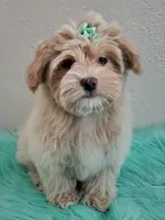 Akc Ch.Grt.Gr.Sire Golden , a male Havanese for sale in Olean, NY – Photo 3 of 10