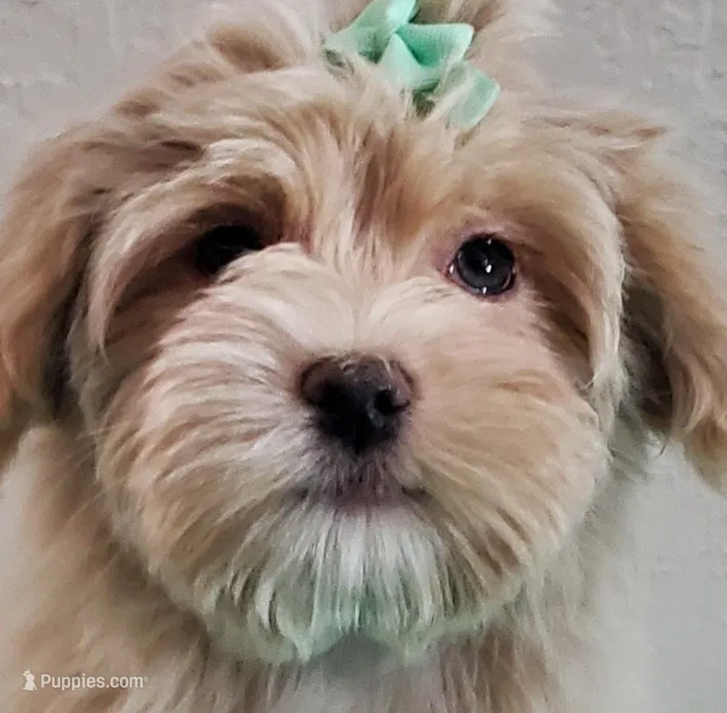 Akc Ch.Grt.Gr.Sire Golden , a male Havanese for sale in Olean, NY – Photo 1 of 10